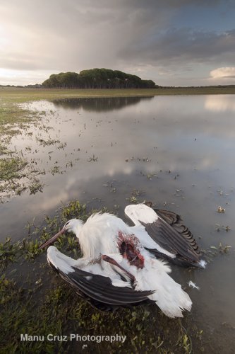 Atardecer sangriento