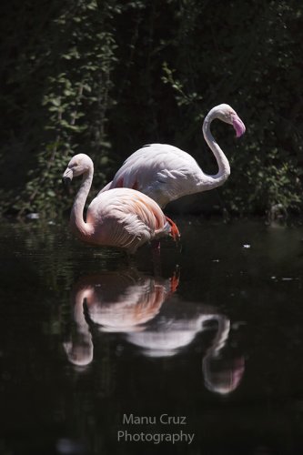 Flamingos 