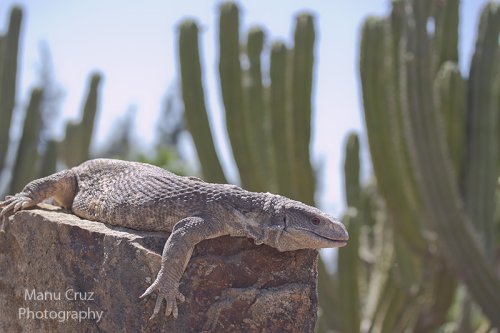 Varano de Sabana (Varanus exanthematicus)