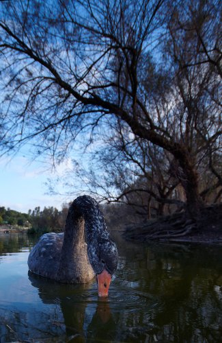 El lago de los Cisnes.
