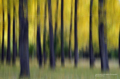 Choperas de Otoño en Rio Jucar. Cuenca