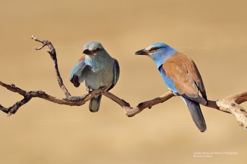 Que garrulus que eres