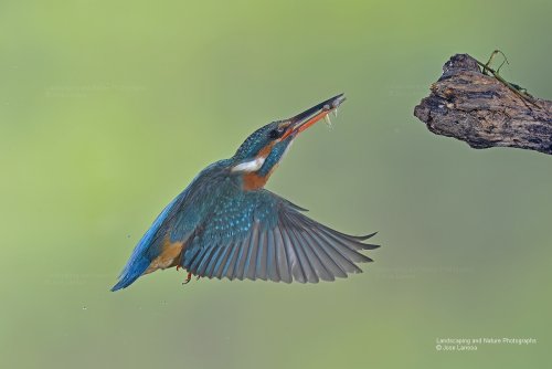 Volando voy volando vengo 