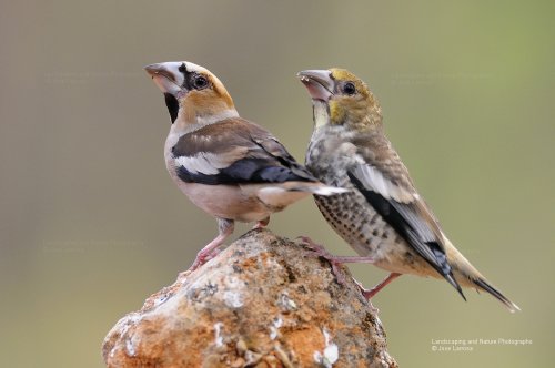 Quiero mas con mi pico gordo