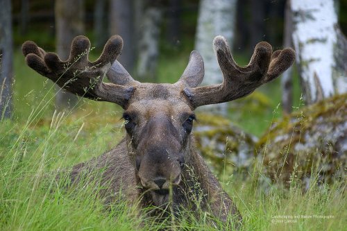 El Rey del bosque nórdico
