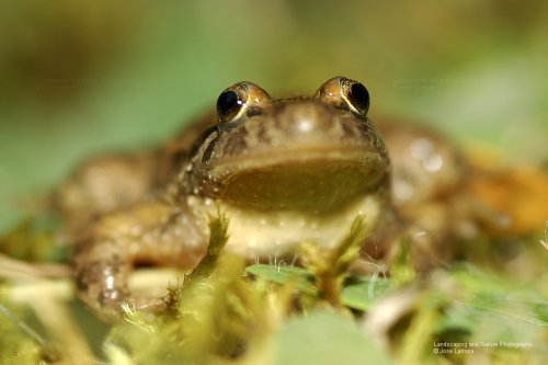 Cuerpo a tierra con Discoglossus jeanneae