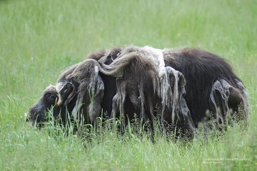 Donde esta mi peluquero, por Ovibos moschatus