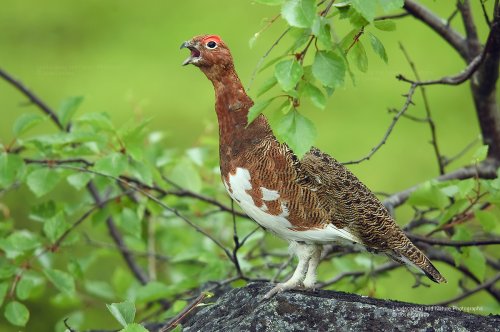 Buscando pareja, Lagopus lagopus