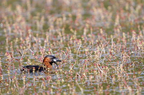 Mi paraíso, Tachybaptus ruficollis