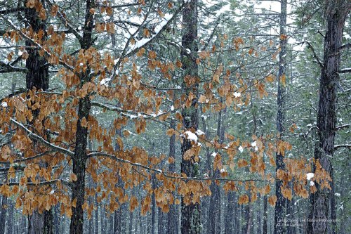 Ya llega el invierno