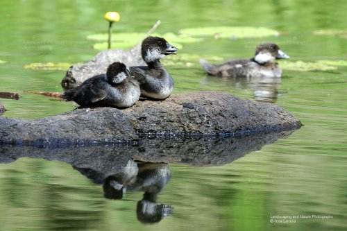 No vemos a mamá. Bucephala clangula