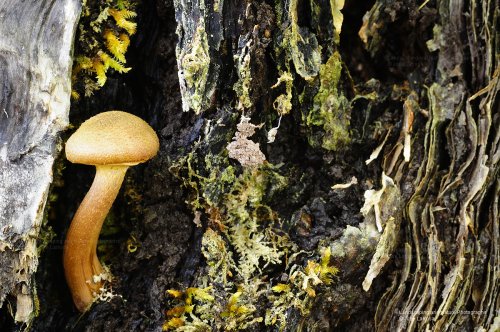 Esta es mi casa. Armillaria mellea