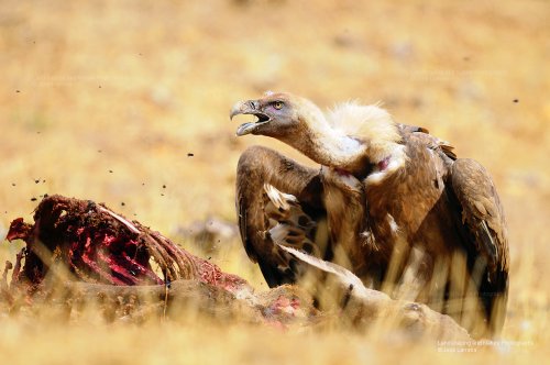 Cuantas moscas ufff. Gyps fulvus