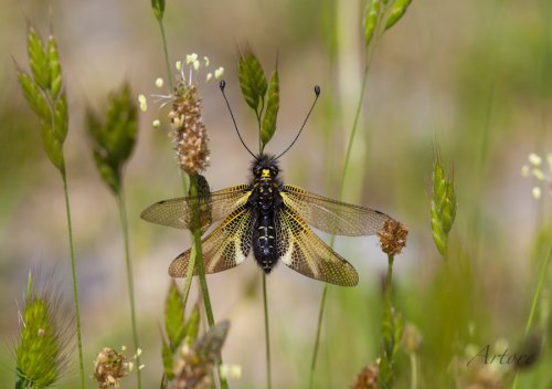 Micropaisaje pirenaico