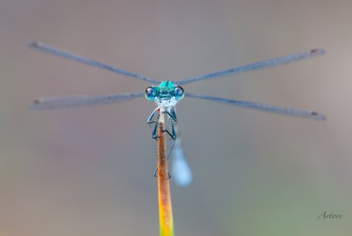 Tensa espera (Lestes dryas)