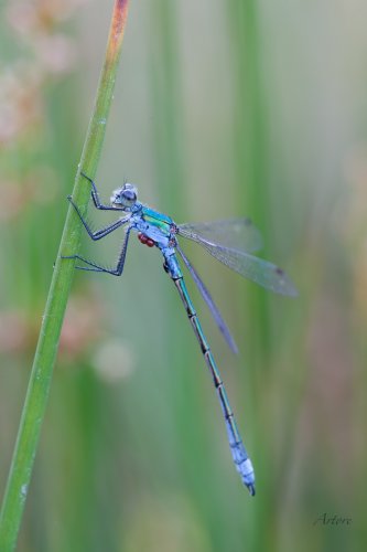 Lestes dryas parasitado