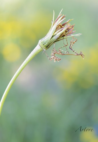 Empusa acechando