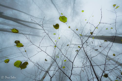 Hojas en Suspensión