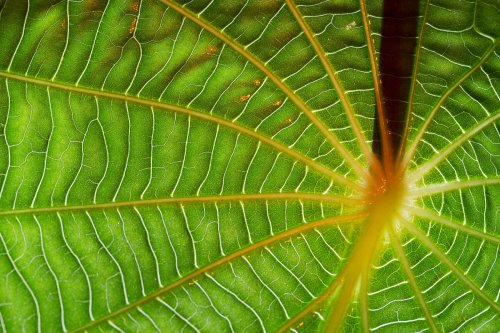 Trópico: luces y texturas