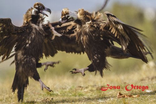 Rivalidad y supervivencia