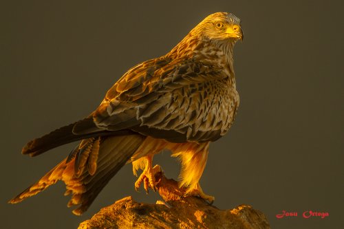 La primera luz de la mañana