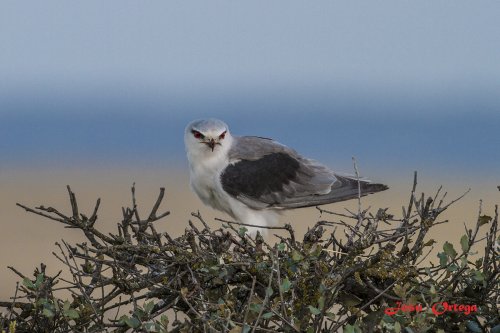 Mañana de máscaras