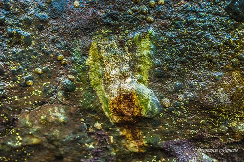 color en la naturaleza 2