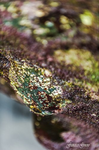 color en la naturaleza 