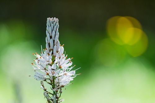 La blanca de la dehesa