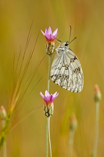 Melanargia Lachesis