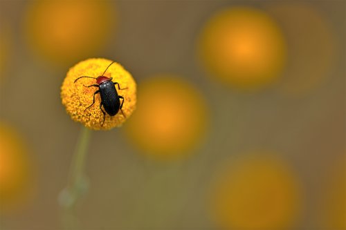 Los soles del helitaurus