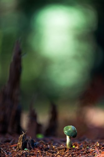 El hada verde de la stropharia