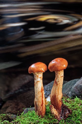 Observando el torrente.