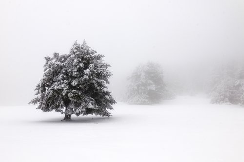 Envueltos en la niebla.