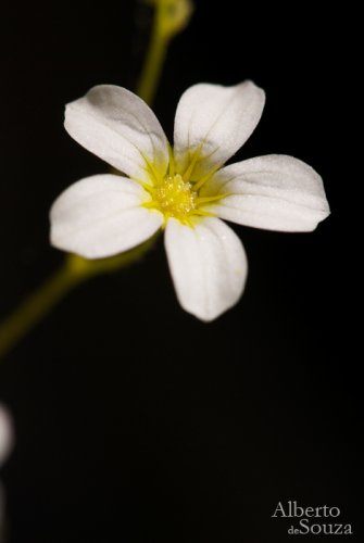 Arenaria grandiflora