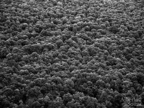 El robledal de montaña