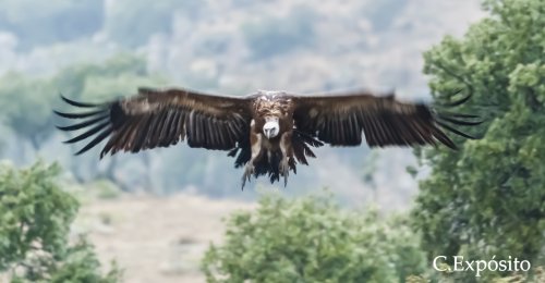 buitre leonado aterrizando