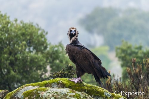 BUITRE NEGRO
