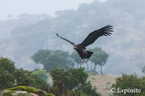 BUITRE NEGRO ENTRE NIEBLA