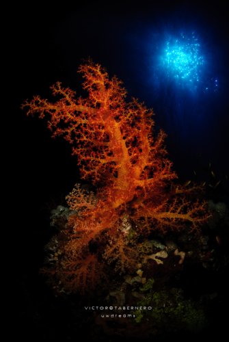 Red rose for the sea