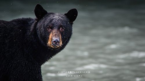 El oscuro lord de los bosques
