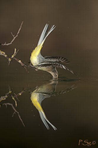 Lavadera Cascadeña bebiendo con su reflejo