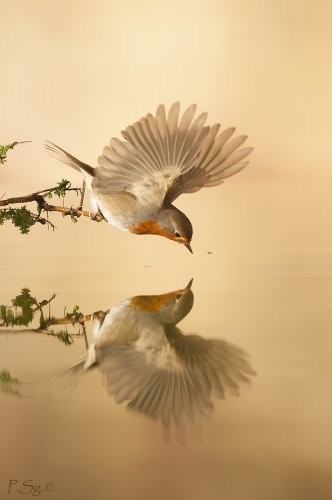 Sueños de petirrojo