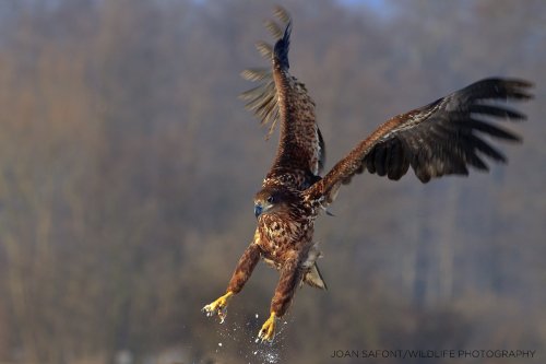 Pigargo europeo en Polonia.
