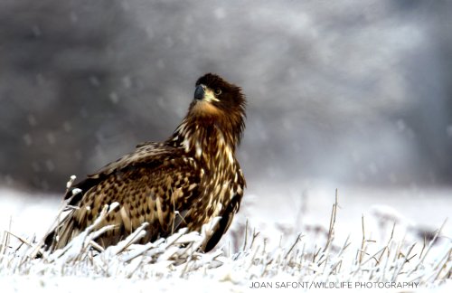 Pigargo en la nieve.