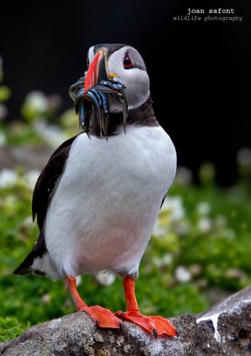 La pesca del frailecillo.