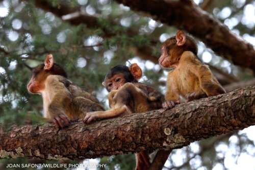  Conviviendo con los Macacos de Berberia.