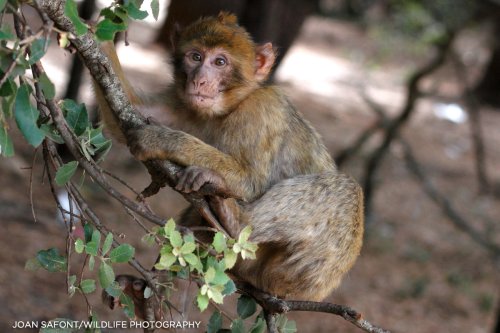 Macaco de Berberia en el Medio Atlas.