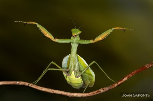 Director de orquesta. 