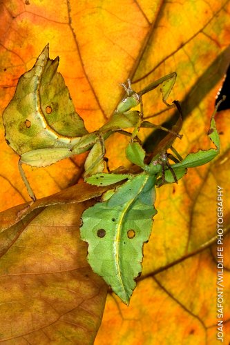 Mimetismos en pareja.
